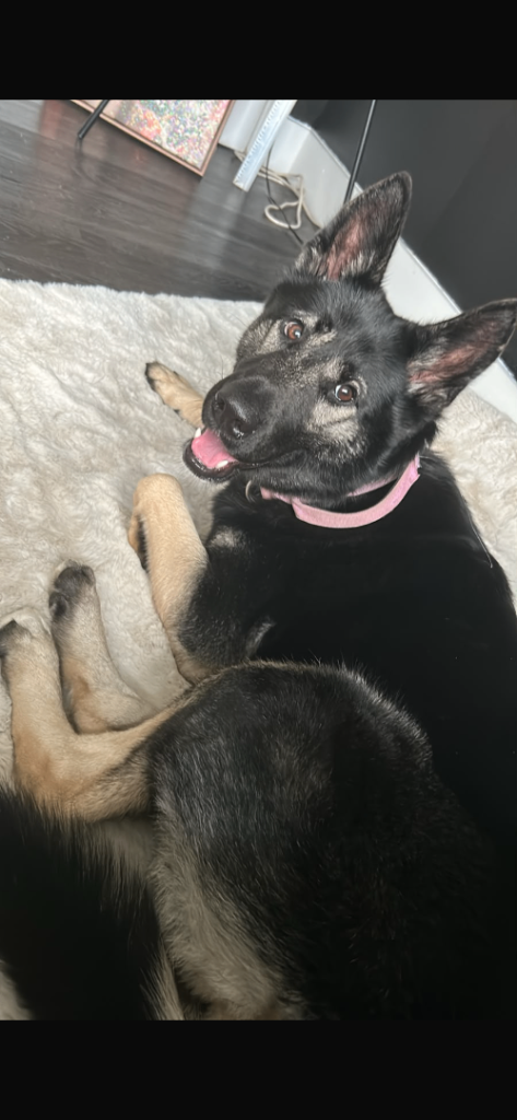 14month old shepsky 