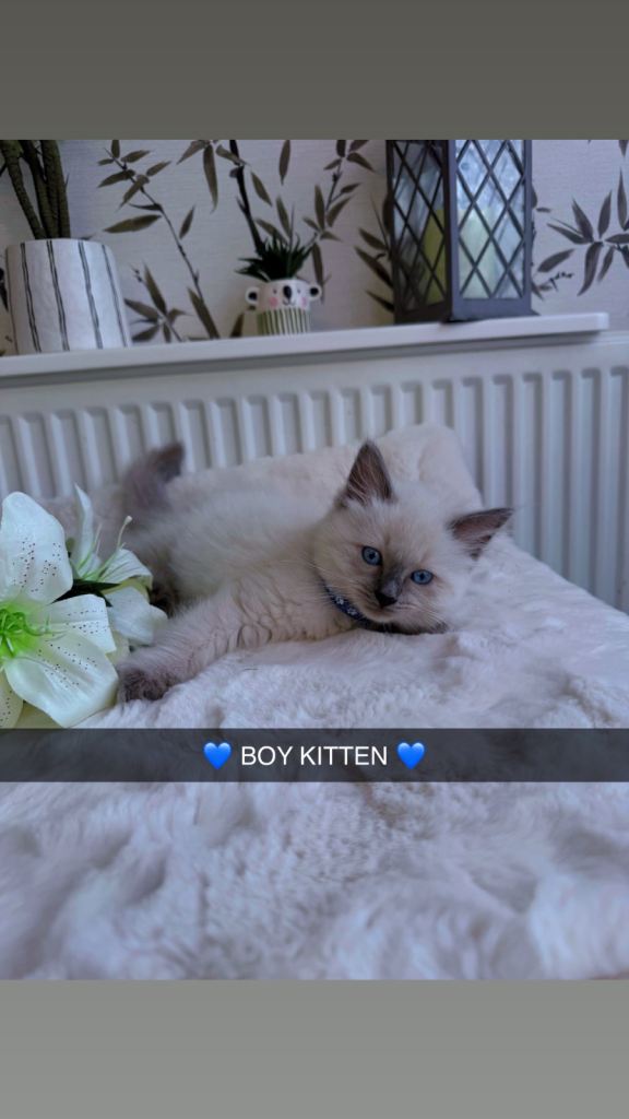 PURE BLUE POINT RAGDOLL KITTENS 