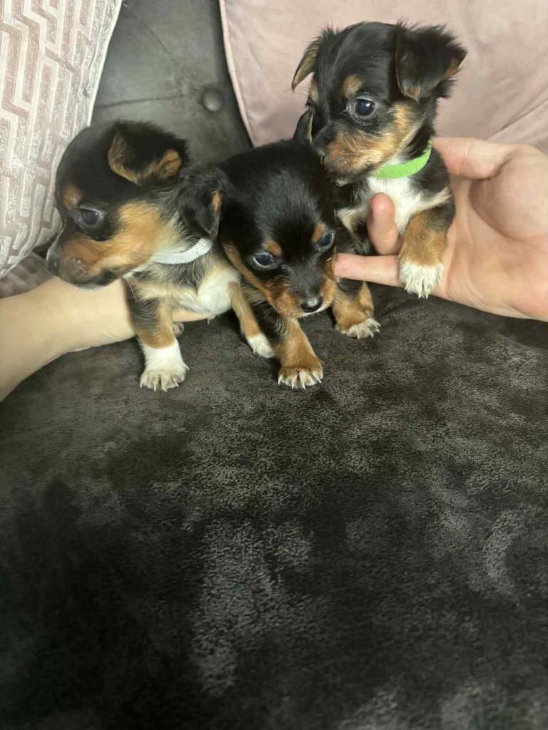 Jack Russell Mini Pups