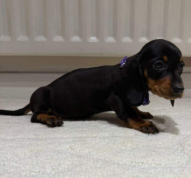 Miniature dachshund puppies 