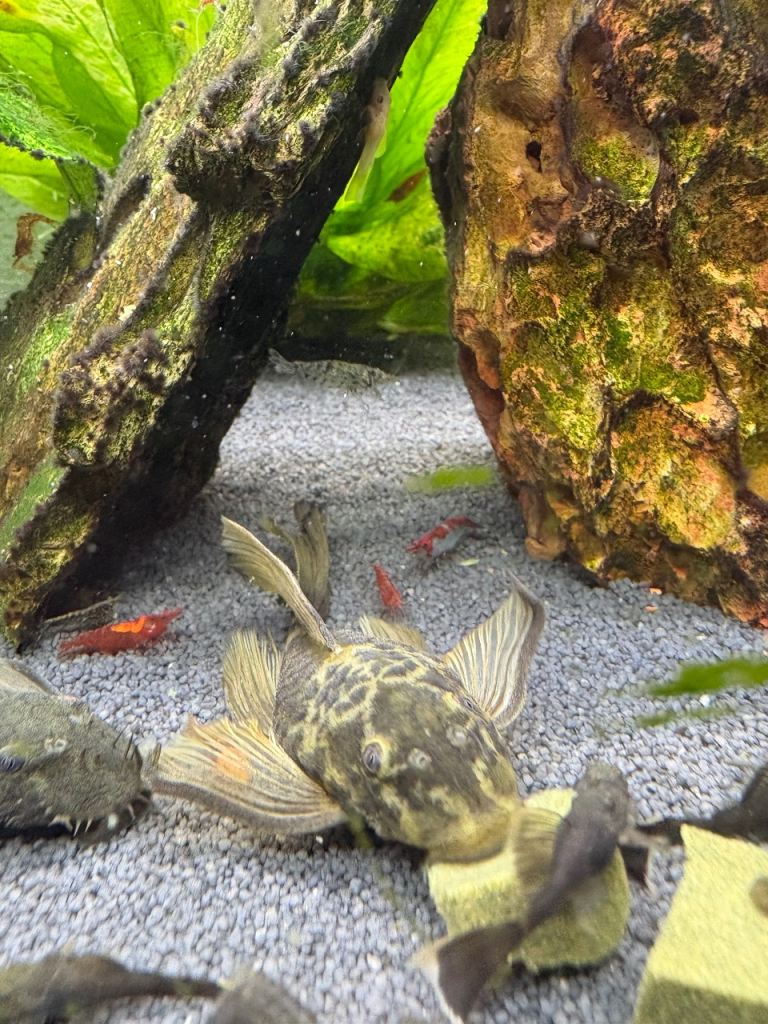 Tropical fish 