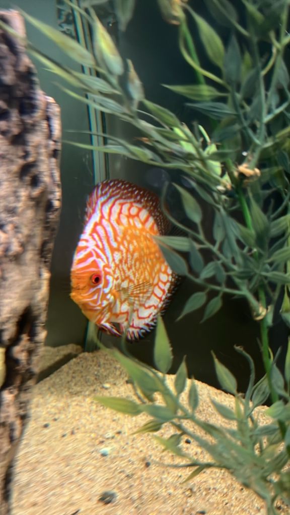 Leopard discus fish 