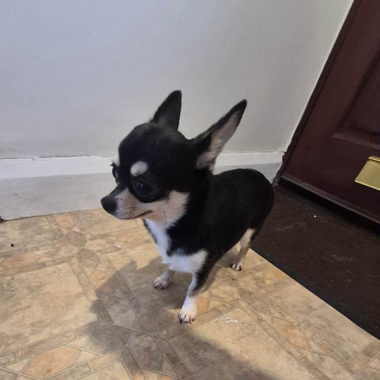 Beautiful Chihuahua girl 