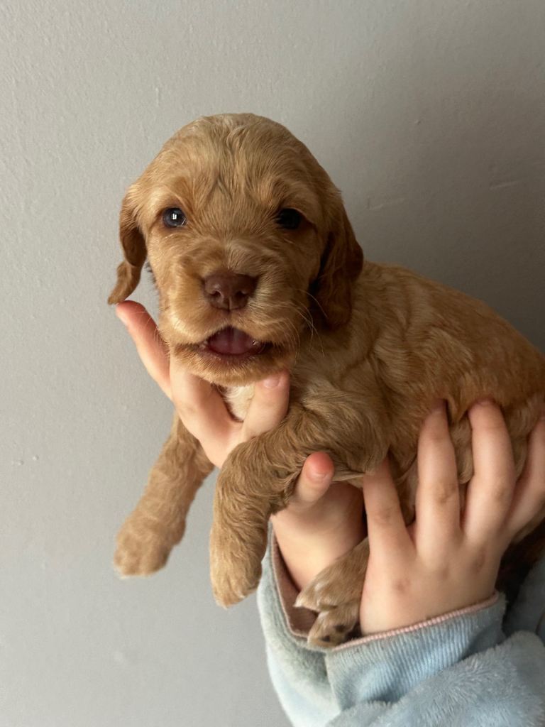 🐶 Beautiful Puppies for Sale – 5 Available 🐶