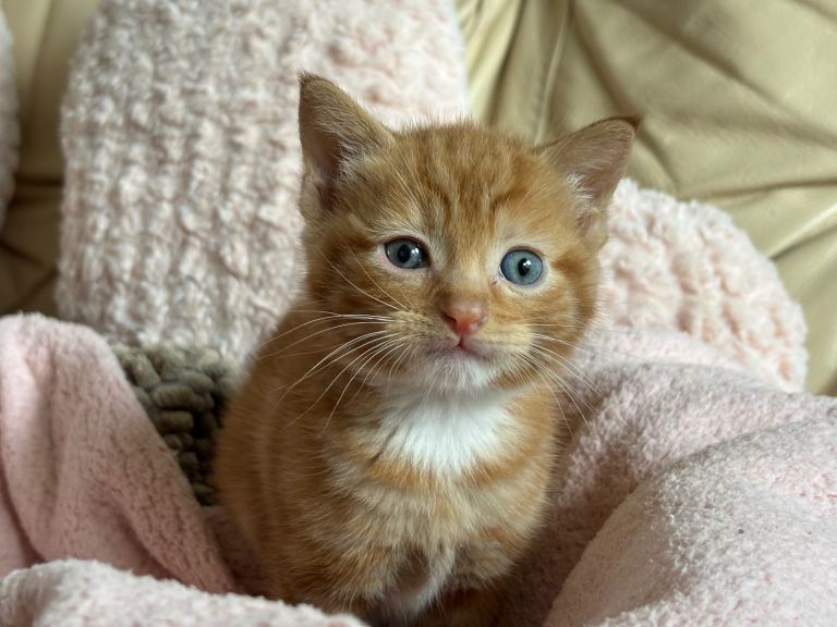 Kittens