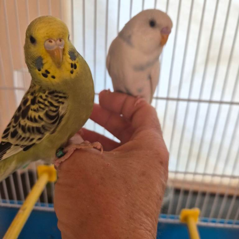 Baby budgies, 