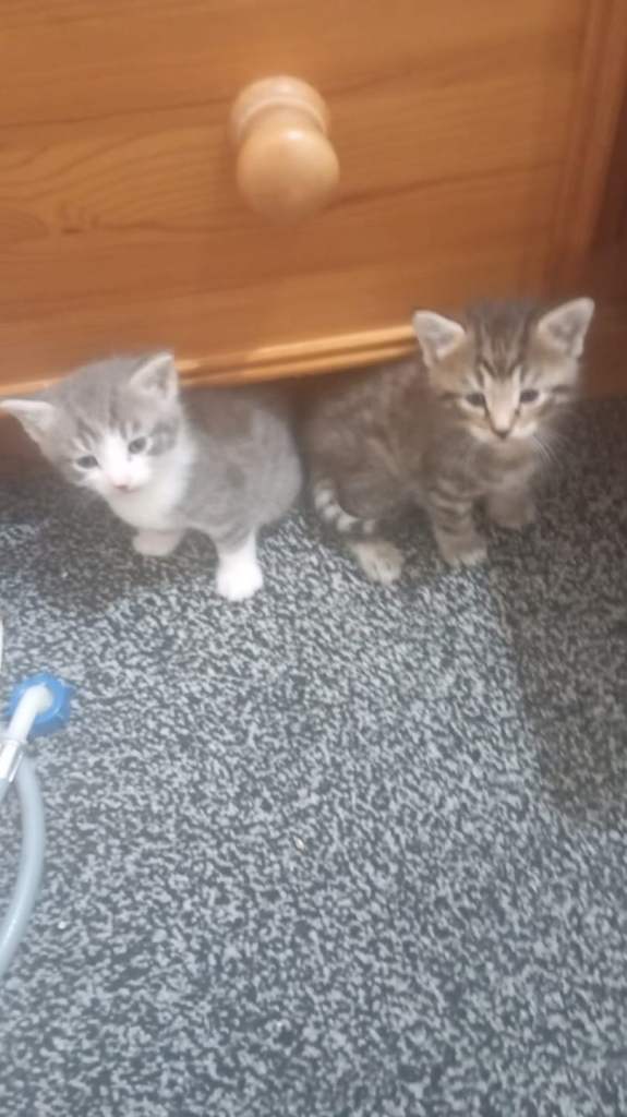 Mixed breed male kitten ready for loving home