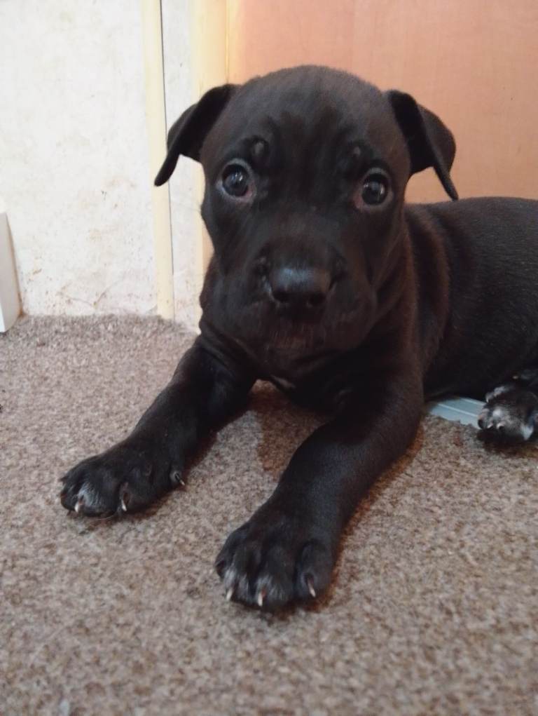 (french mastiff)(dogue de Bordeaux x presa canario mix) puppies pups dogs litter 