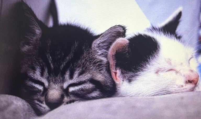 1 male kitten left 
