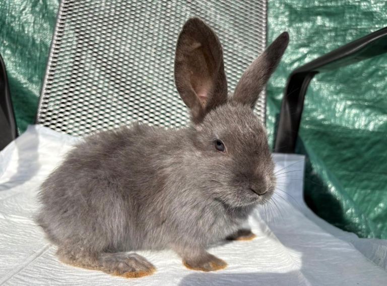 Continental Giant X New Zealand White Bunnies 