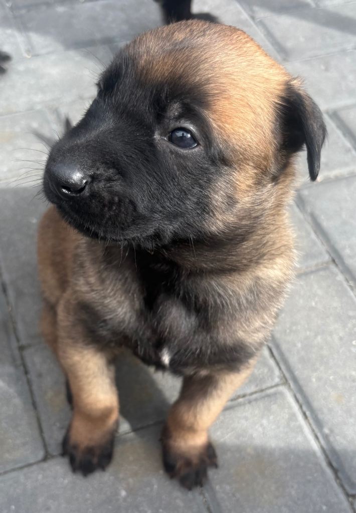 Belgian Malinois puppies
