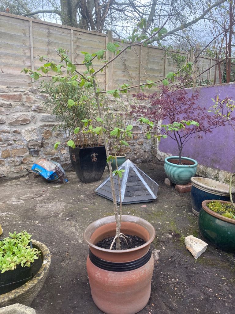 *REDUCED* Established Hazel Tree In Garden Pot Planter