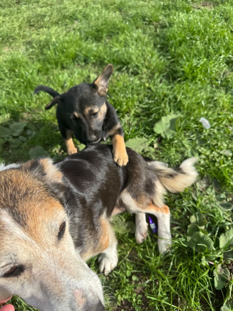 jack russell pups 