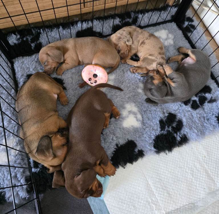 Beautiful miniature dachshund puppies 
