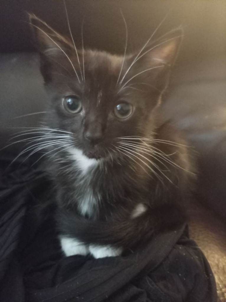 4 kittens looking for forever home 