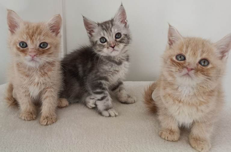 Maine Coon kittens 😸  Ready now!