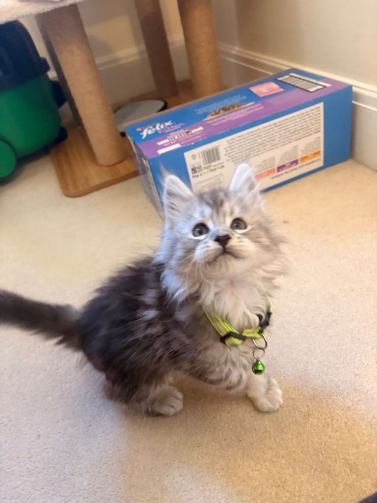 Three gorgeous silver tabby Champion maine coon kittens