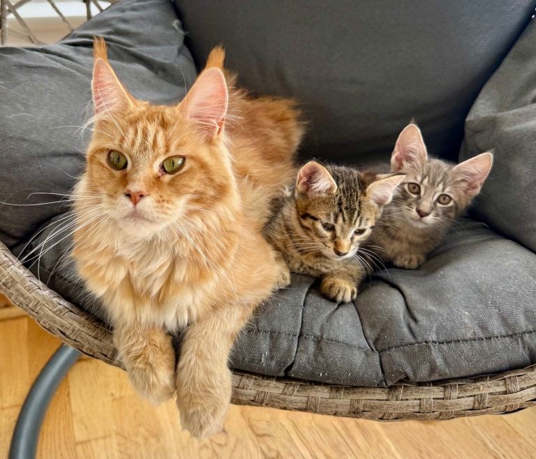 *Last 2 boys* Maine coon X kittens 