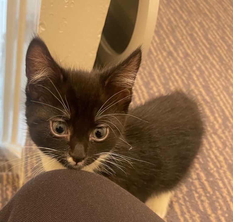 1 Bombay mixed breed kitten