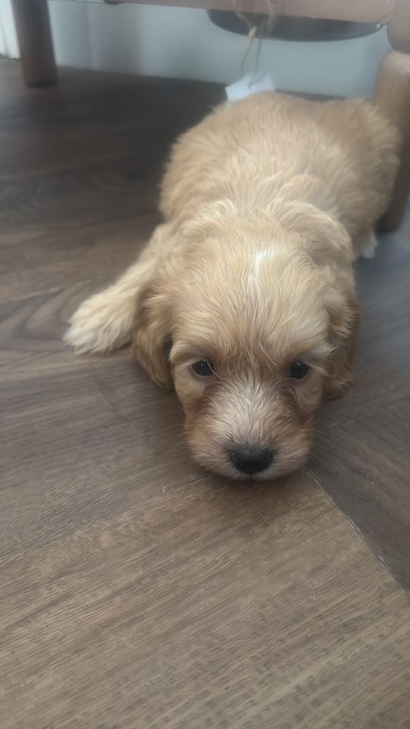 Maltipoo 