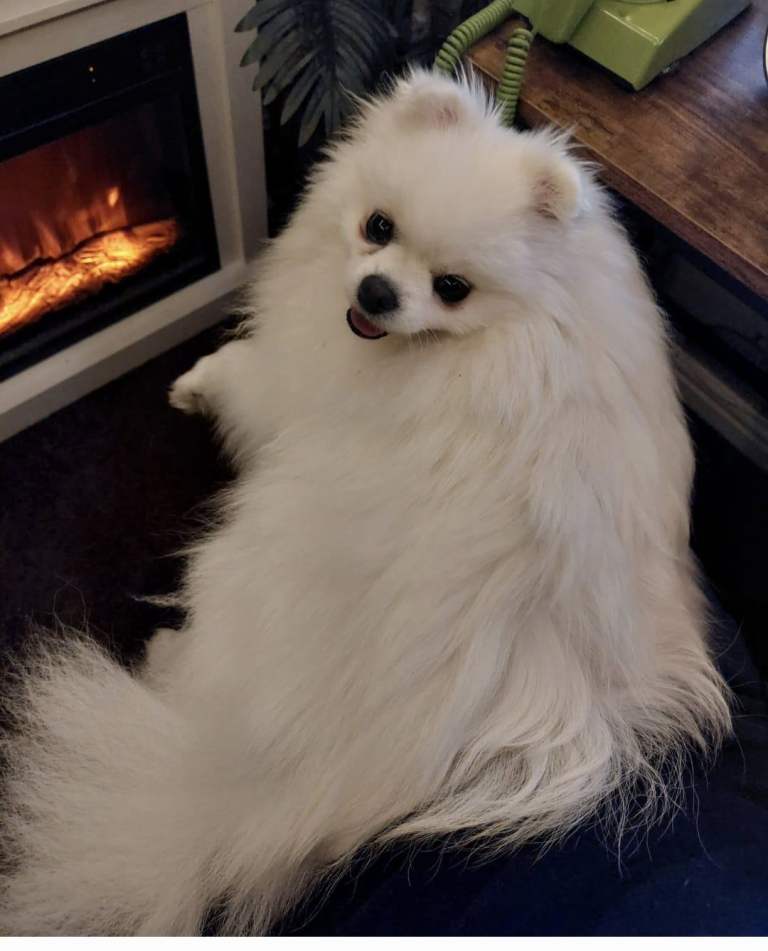 Pomeranian 