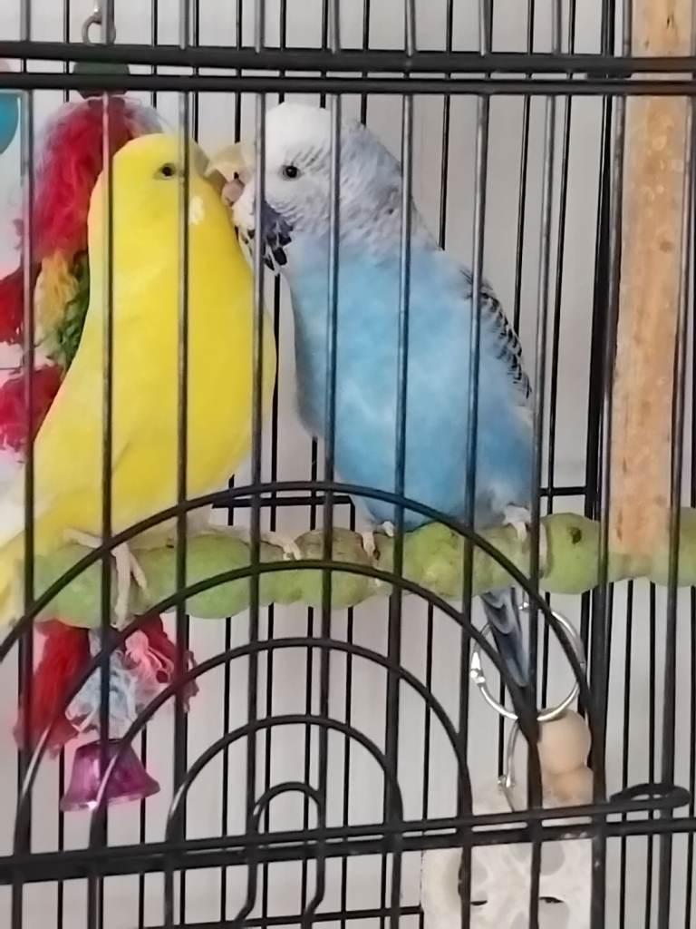 Budgies 