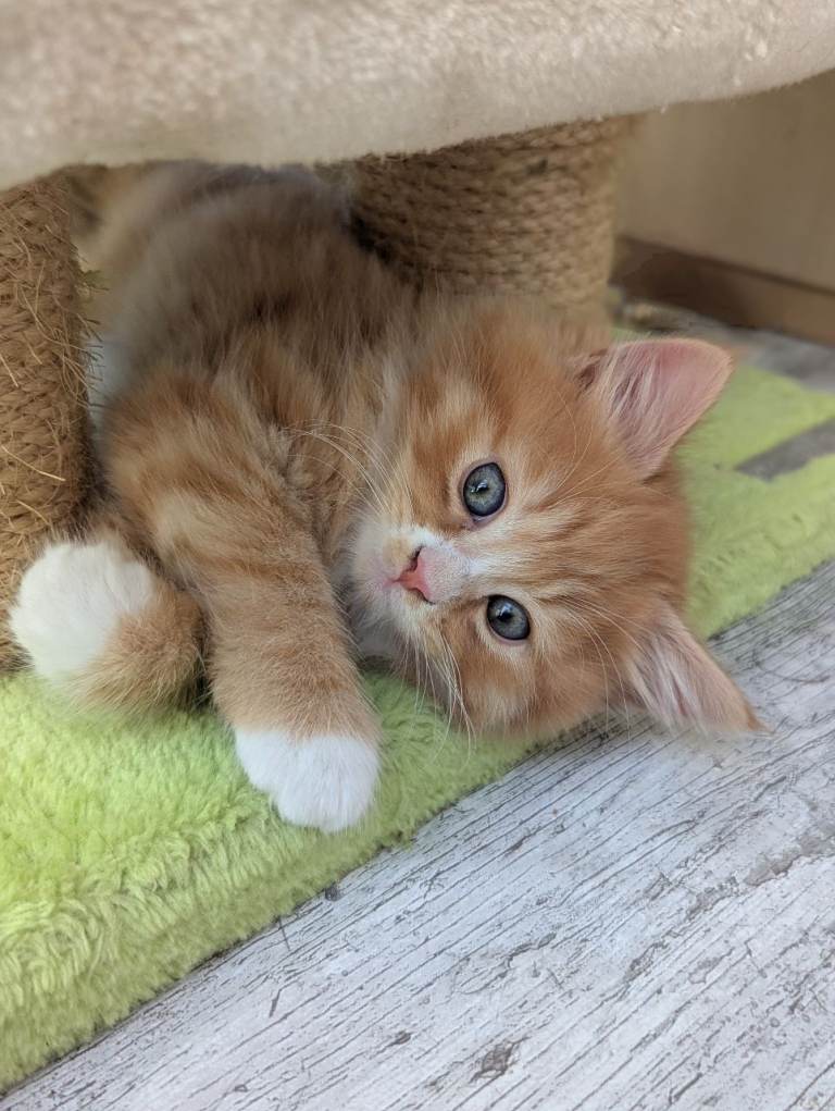 Choose a kitten - males and females ready soon - available to view and reserve now