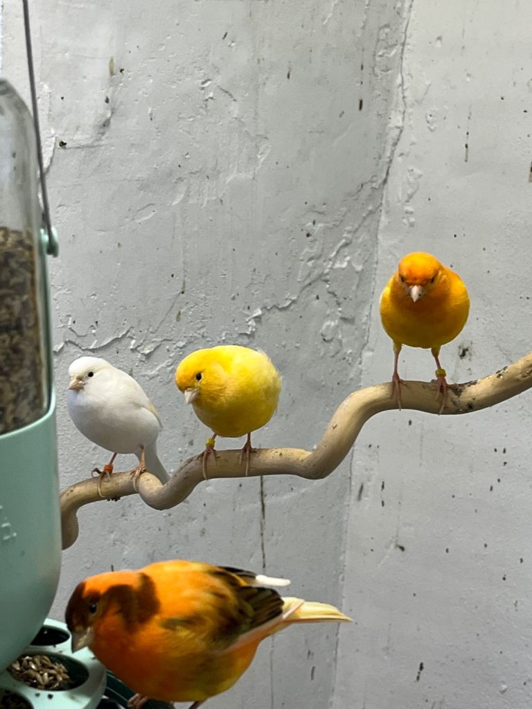 Healthy canaries