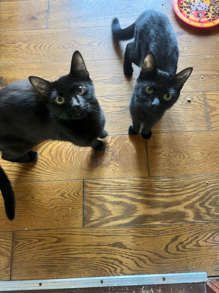 6month old kittens 