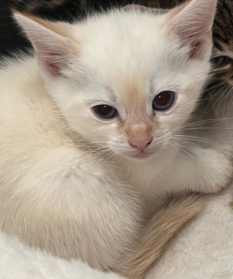 Kittens ALL GONE tabby and 2 cream Please READ AD for prices 