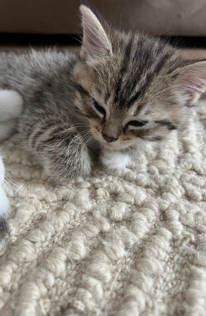 Kittens - mixed British longhair cross