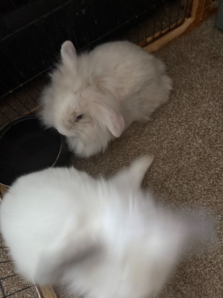 Gorgeous mini lop babies 