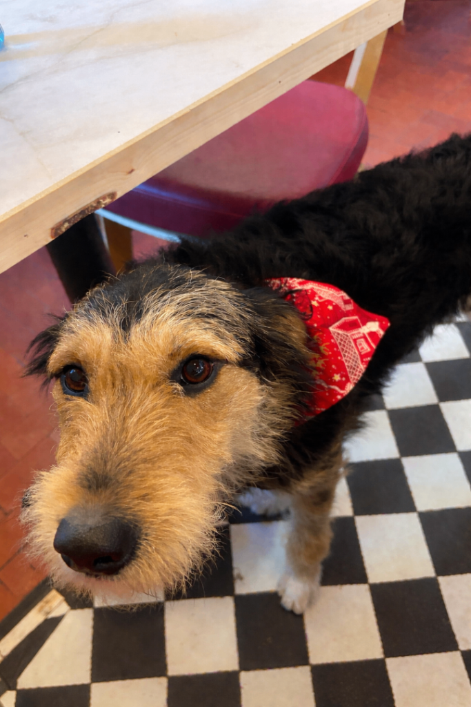 Collie/Airedale Terrier Mix 