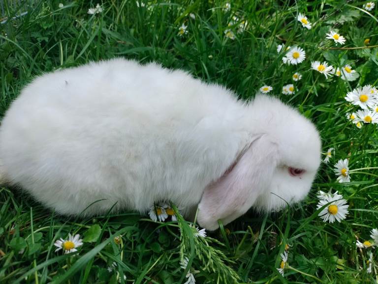 Rabbit 8 weeks