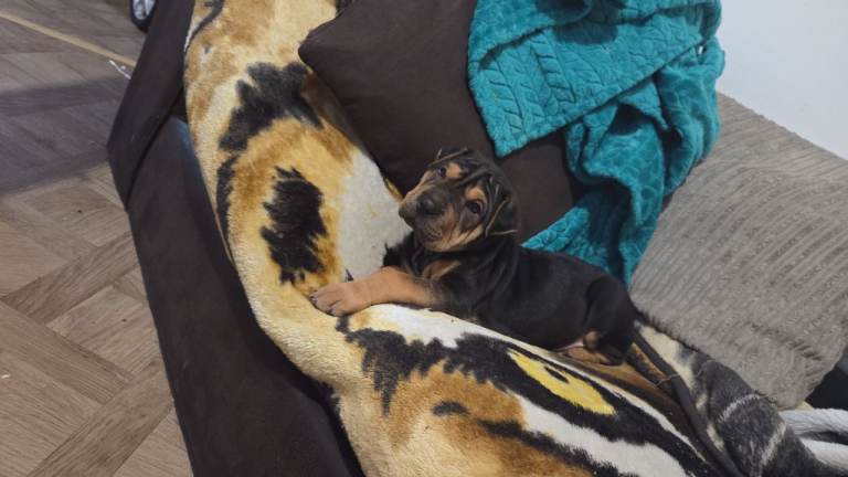 Gorgeous RARE markings and coat colour sharpei girl needs new home 