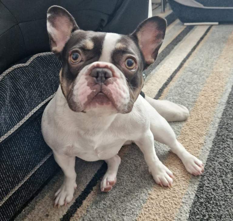 Male merle french bulldog 11 weeks old