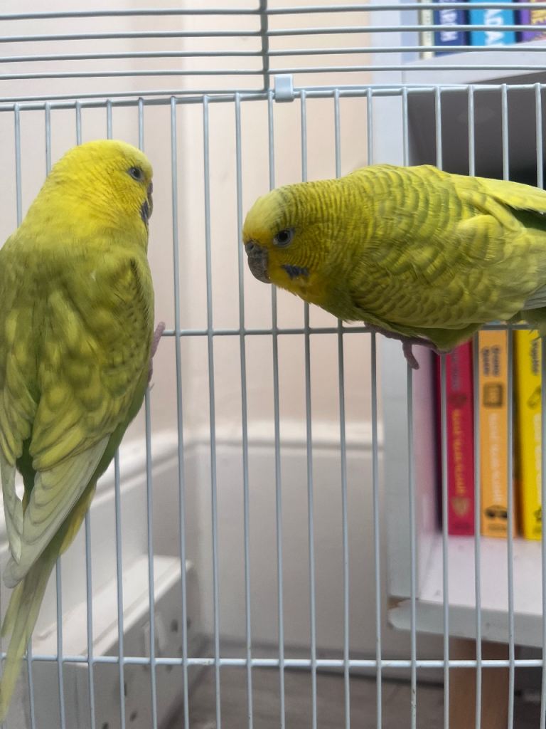 Budgies for sale