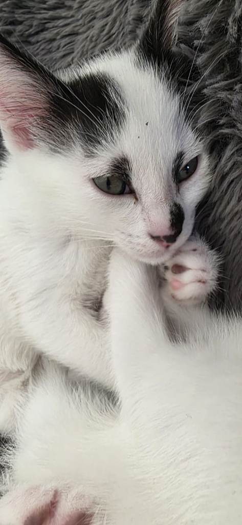 4 kittens for sale