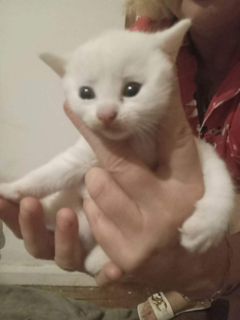 Kittens for sale