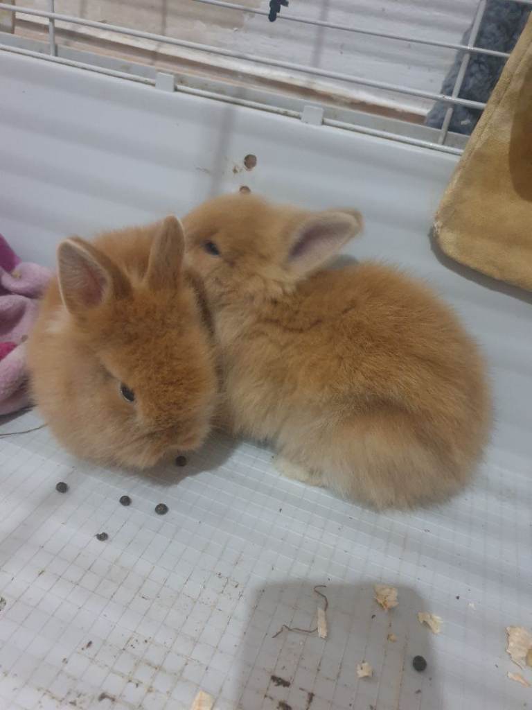 4 baby lionhead rabbit for sale