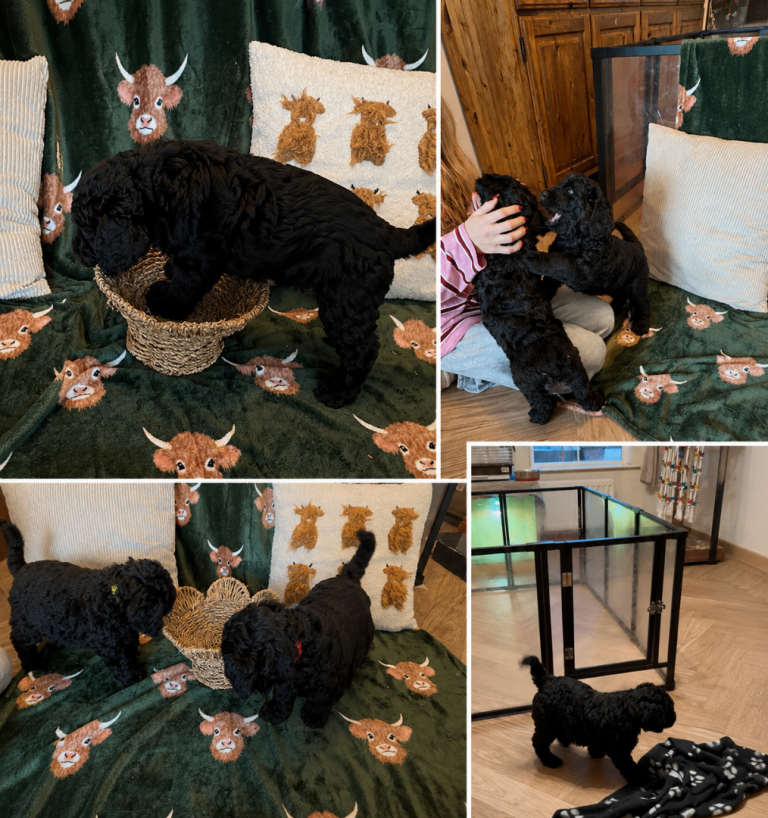 Golden doodle puppies
