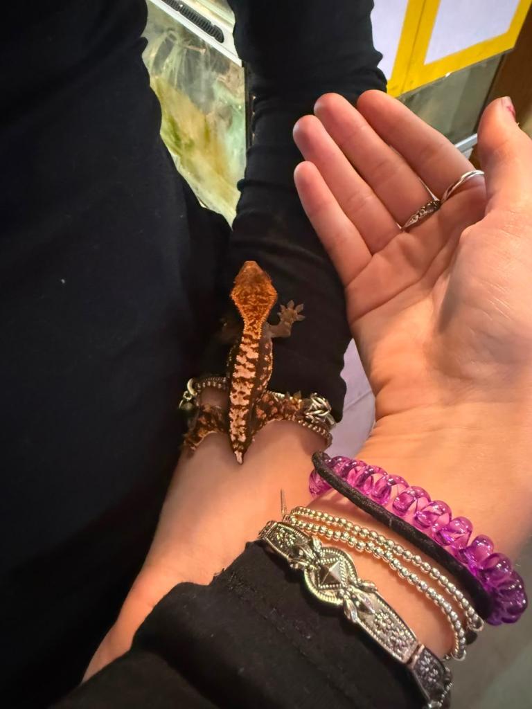 Crested gecko 