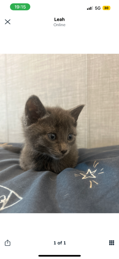 Kittens looking for there forever home ❤️