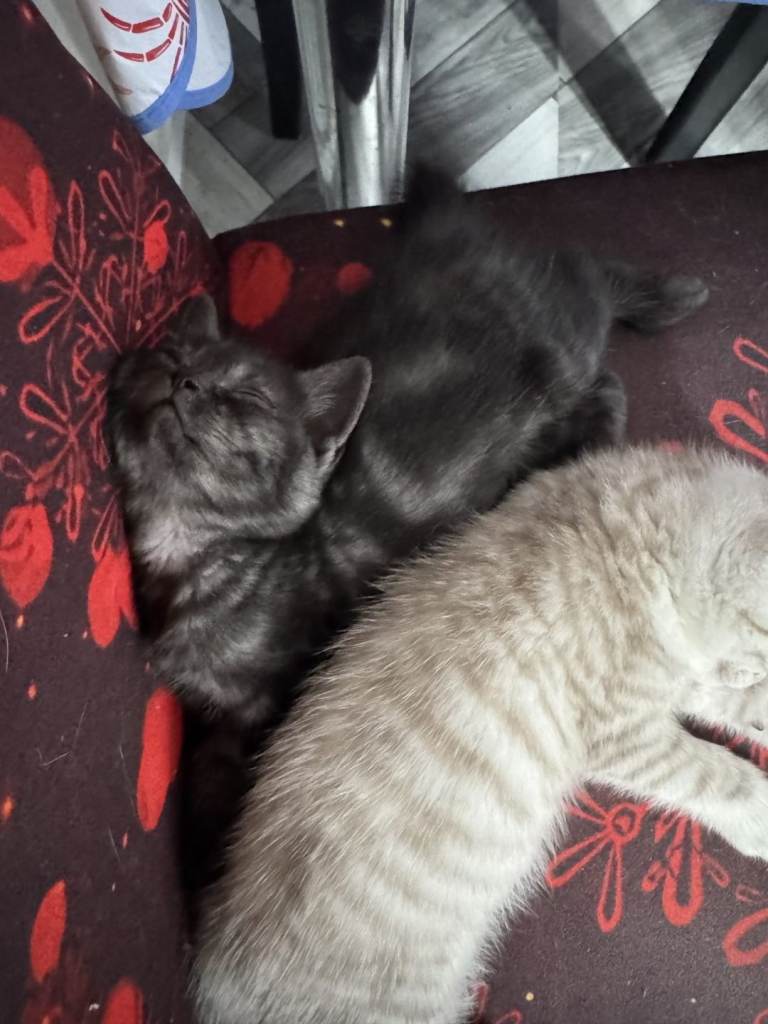 Beautiful Kittens Looking for Loving Homes 🐾