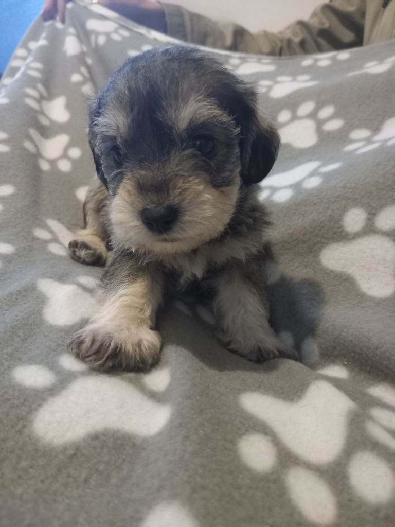 TOY SHNOODLES READY 21ST DEC