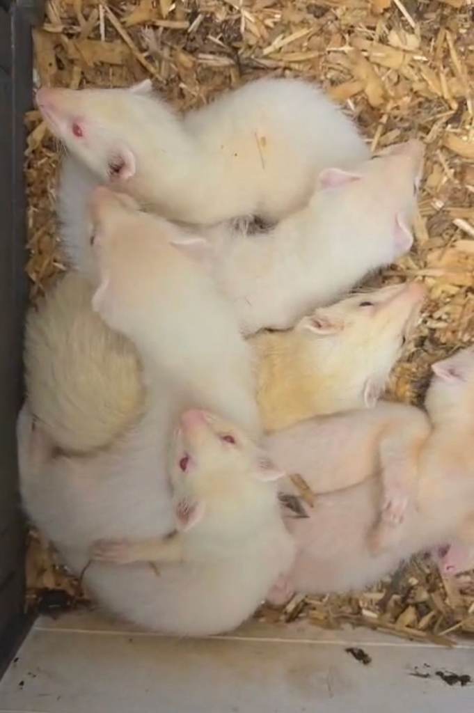 Albino ferrets