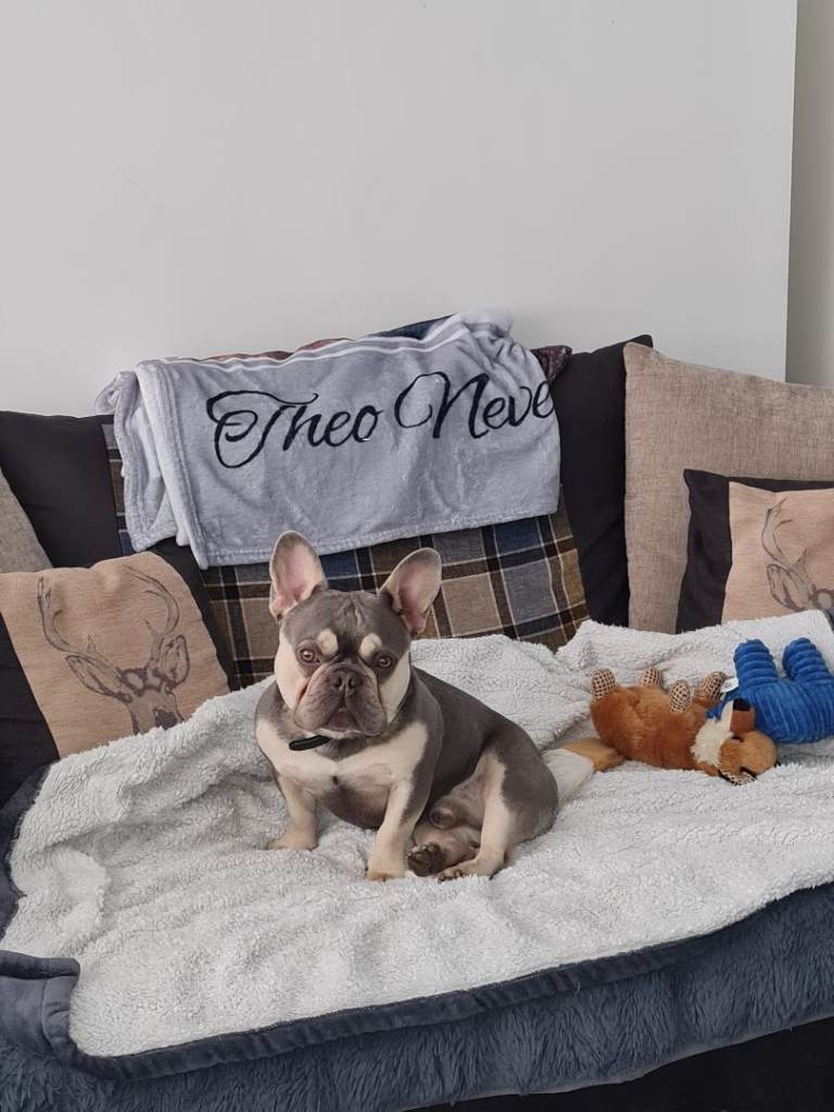 French bulldog blue and tan