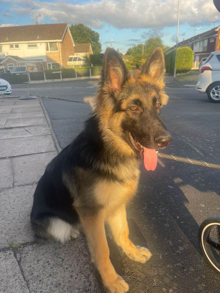 German Shepherd bitch 