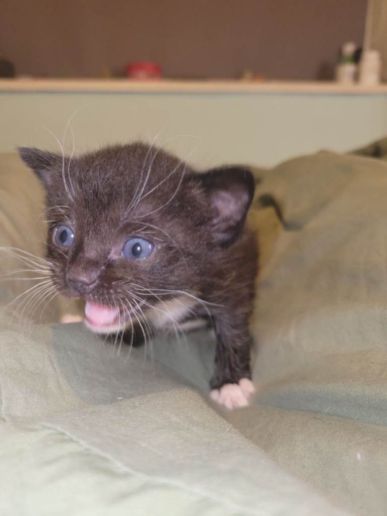 Ragdoll x tuxedo kittens