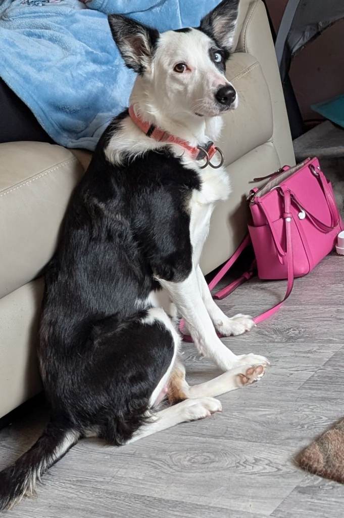 Husky cross border Collie 